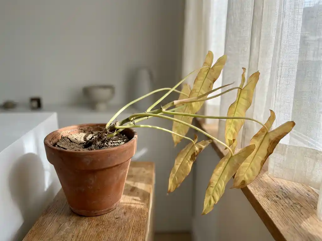 Nuupahtanut huonekasvi kellastunein lehdin ikkunalaudalla, venyneet varret kohti valoa, kuiva multa, luonnonvalo